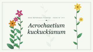 Planche botanique stylisée d’Acrochaetium kuckuckianum