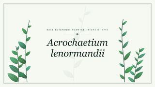 Planche botanique stylisée d’Acrochaetium lenormandii