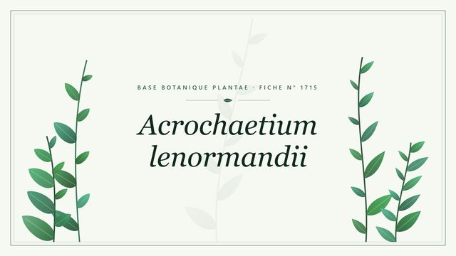 Acrochaetium lenormandii Planche botanique stylisée d’Acrochaetium lenormandii