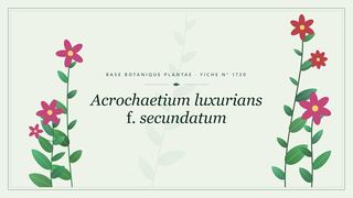 Planche botanique stylisée d’Acrochaetium luxurians f. secundatum