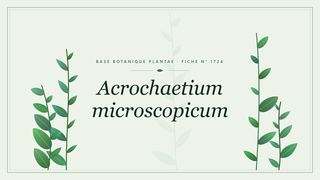 Planche botanique stylisée d’Acrochaetium microscopicum