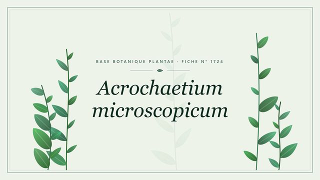 Acrochaetium microscopicum : fiche descriptive et taxonomie Planche botanique stylisée d’Acrochaetium microscopicum