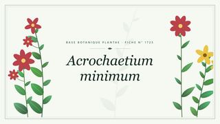 Planche botanique stylisée d’Acrochaetium minimum