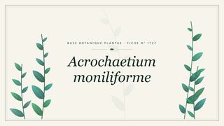 Planche botanique stylisée d’Acrochaetium moniliforme