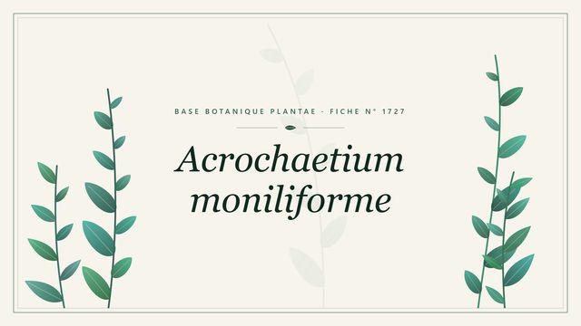 Acrochaetium moniliforme : fiche descriptive et taxonomie Planche botanique stylisée d’Acrochaetium moniliforme
