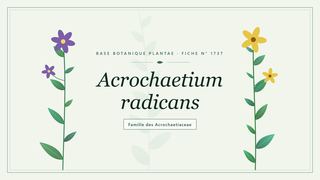 Planche botanique stylisée d’Acrochaetium radicans, famille des Acrochaetiaceae