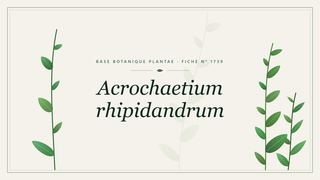 Planche botanique stylisée d’Acrochaetium rhipidandrum