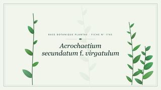 Planche botanique stylisée d’Acrochaetium secundatum f. virgatulum