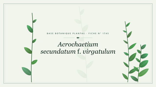 Acrochaetium secundatum f virgatulum : fiche descriptive et taxonomie Planche botanique stylisée d’Acrochaetium secundatum f. virgatulum