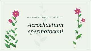 Planche botanique stylisée d’Acrochaetium spermatochni