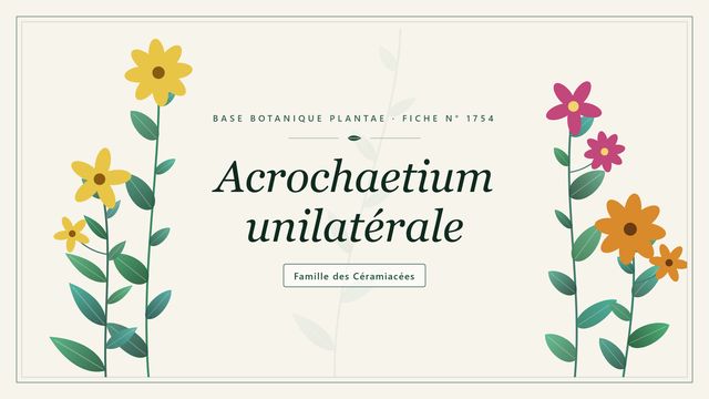 Acrochaetium unilaterale : repères utiles Planche botanique stylisée d’Acrochaetium unilatérale, famille des Céramiacées