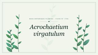 Planche botanique stylisée d’Acrochaetium virgatulum