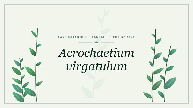 Acrochaetium virgatulum : l'algue rouge filamenteuse des côtes tempérées Planche botanique stylisée d’Acrochaetium virgatulum