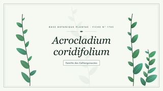 Planche botanique stylisée d’Acrocladium coridifolium, famille des Calliergonacées