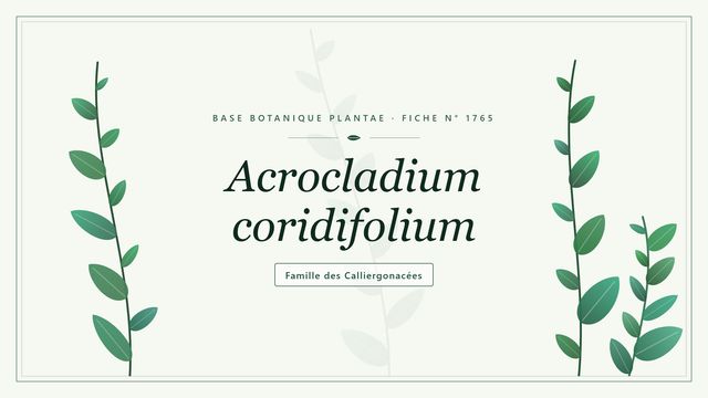 Acrocladium coridifolium (Calliergon cordifolium) : description et milieux Planche botanique stylisée d’Acrocladium coridifolium, famille des Calliergonacées