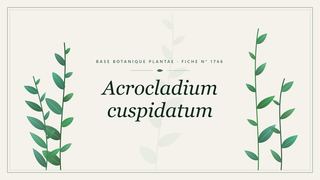 Planche botanique stylisée d’Acrocladium cuspidatum