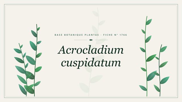 Acrocladium cuspidatum : fiche descriptive et taxonomie Planche botanique stylisée d’Acrocladium cuspidatum