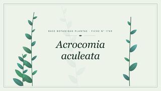 Planche botanique stylisée d’Acrocomia aculeata