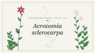 Planche botanique stylisée d’Acrocomia sclerocarpa