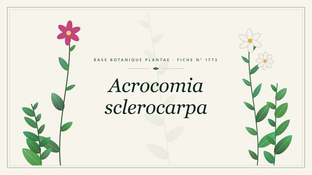 Acrocomia sclerocarpa : description, culture et usages ornementaux Planche botanique stylisée d’Acrocomia sclerocarpa