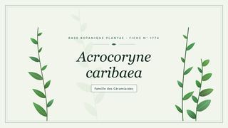 Planche botanique stylisée d’Acrocoryne caribaea, famille des Céramiacées