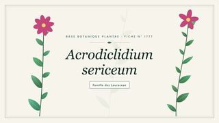 Planche botanique stylisée d’Acrodiclidium sericeum, famille des Lauraceae