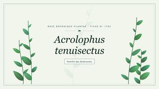 Planche botanique stylisée d’Acrolophus tenuisectus, famille des Astéracées
