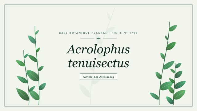 Acrolophus tenuisectus : conseils et analyse Planche botanique stylisée d’Acrolophus tenuisectus, famille des Astéracées