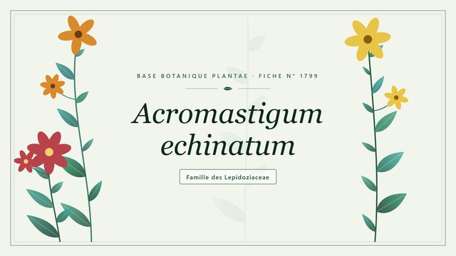 Acromastigum echinatum : l'essentiel Planche botanique stylisée d’Acromastigum echinatum, famille des Lepidoziaceae