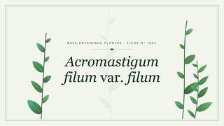 Planche botanique stylisée d’Acromastigum filum var. filum