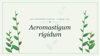 Planche botanique stylisée d’Acromastigum rigidum