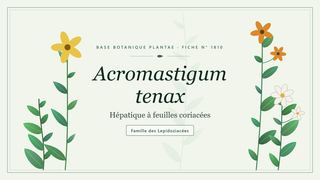 Planche botanique stylisée d’Acromastigum tenax (Hépatique à feuilles coriacées), famille des Lepidoziacées