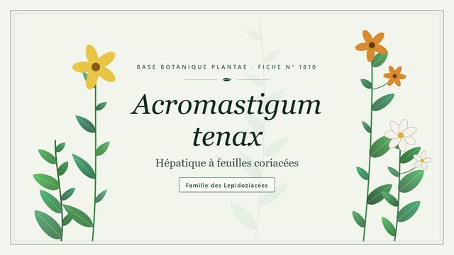 Acromastigum tenax : l'essentiel Planche botanique stylisée d’Acromastigum tenax (Hépatique à feuilles coriacées), famille des Lepidoziacées