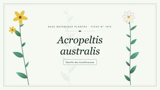 Planche botanique stylisée d’Acropeltis australis, famille des Corallinaceae