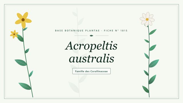 Acropeltis australis : points clés Planche botanique stylisée d’Acropeltis australis, famille des Corallinaceae