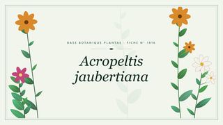 Planche botanique stylisée d’Acropeltis jaubertiana