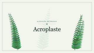 Illustration botanique stylisée du terme « Acroplaste » du glossaire