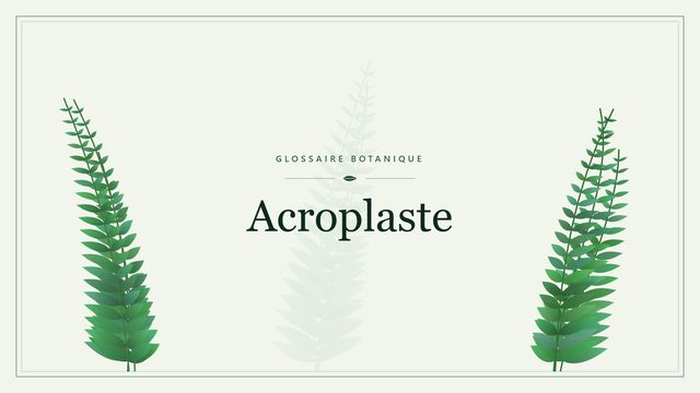 Acroplaste : décryptage Illustration botanique stylisée du terme « Acroplaste » du glossaire