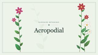 Illustration botanique stylisée du terme « Acropodial » du glossaire
