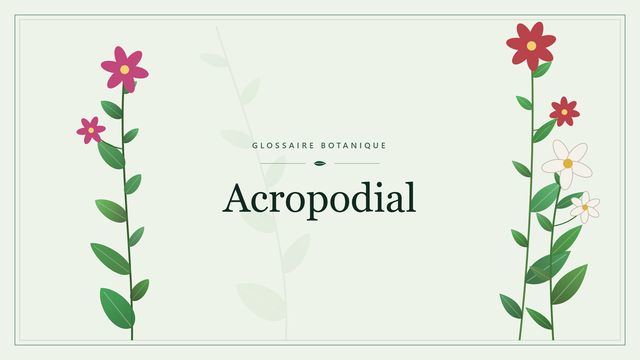 Comprendre acropodial en botanique et horticulture Illustration botanique stylisée du terme « Acropodial » du glossaire
