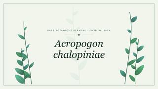 Planche botanique stylisée d’Acropogon chalopiniae