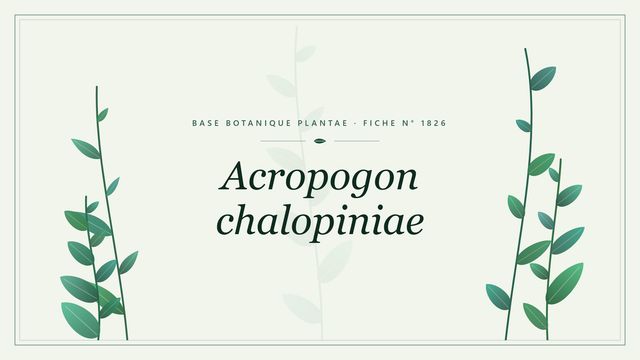 Acropogon chalopiniae : fiche descriptive et taxonomie Planche botanique stylisée d’Acropogon chalopiniae