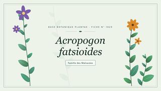 Planche botanique stylisée d’Acropogon fatsioides, famille des Malvacées