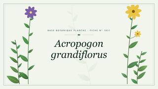 Planche botanique stylisée d’Acropogon grandiflorus