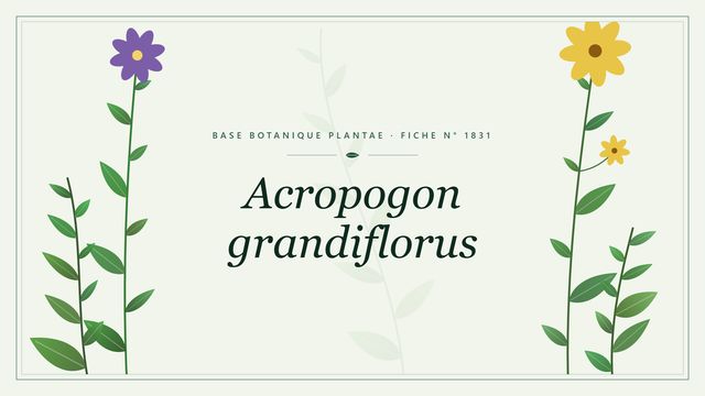 Acropogon grandiflorus : description, culture et usages ornementaux Planche botanique stylisée d’Acropogon grandiflorus