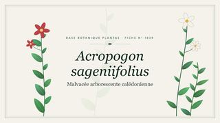 Planche botanique stylisée d’Acropogon sageniifolius (Malvacée arborescente calédonienne)