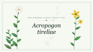 Planche botanique stylisée d’Acropogon tireliae