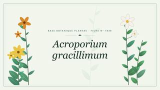 Planche botanique stylisée d’Acroporium gracillimum