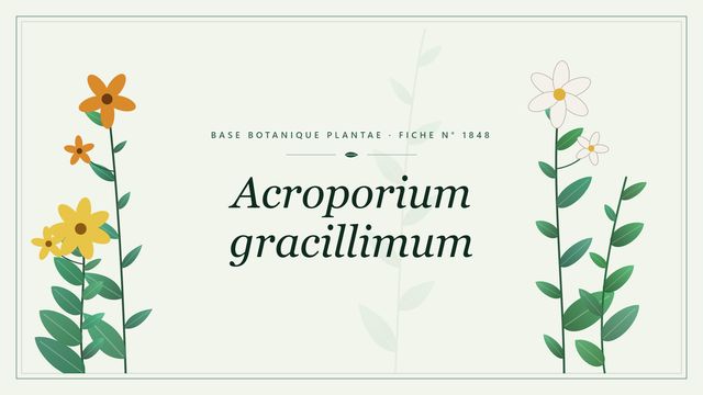 Acroporium gracillimum : fiche descriptive et taxonomie Planche botanique stylisée d’Acroporium gracillimum