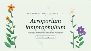 Planche botanique stylisée d’Acroporium lamprophyllum (Mousse plumeuse à feuilles luisantes), famille des Sémagnéacées